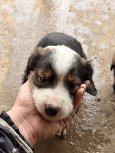 Psi: Štenci mešanci – više štenaca različitih boja i šara Opis: - Leglo — 9