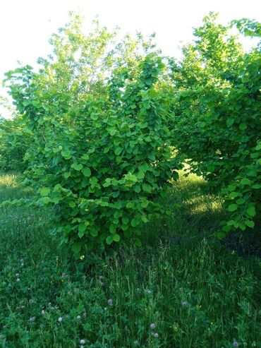 Qarajlar: 18 sot, Tikinti, Mülkiyyətçi, Kupça (Çıxarış)