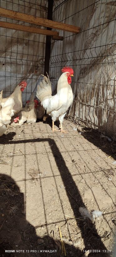 декоративные животные: Продаем цыплят и инкубационное яйцо породы леггорн белый стандарт