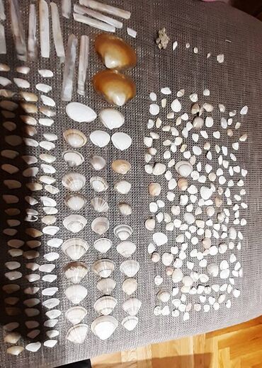 Ostali predmeti za umetnost i kolekcionarstvo: Velika kolekcija morskih školjki – razvrstane po veličini i obliku — 5