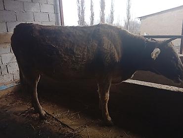 Коровы, быки: Продаю | Корова (самка) | Полукровка | Для молока | Привязанные — 3