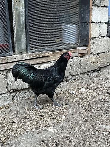 xoruz satlir: Avstrolop xoruzlar satilir 3 u birlikde 75 manat tek tek 30 manat — 1