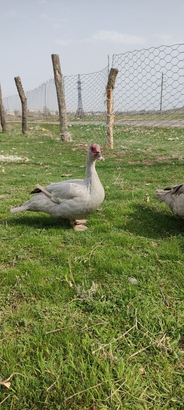 Другие с/х животные: Мускусная утка (индоутка), светло-серая окраска с красной маской на — 2