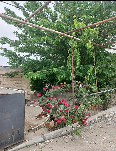 şuvəlan ev: Zeynalabdin Tağıyev, 132 kv. m, 4 otaqlı, Hovuzsuz, İnternet, Telefon, Qaz — 5