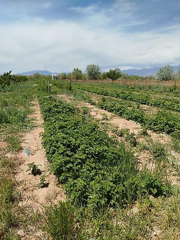 Продажа участков: 200 соток, Для сельского хозяйства — 18