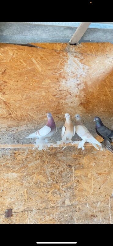 питбуль цена щенка: На продажу голуби молодые есть с игрой греблей некоторые только