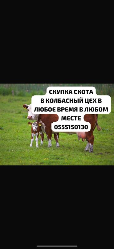 где можно купить телят симментальской породы: Сатып алам | Уйлар, букалар, Жылкылар, аттар, Башка а/ч жаныбарлары | Күнү-түнү, Бардык шартта, Союлган