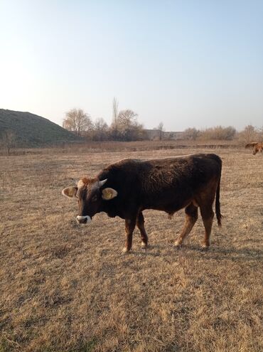 Коровы, быки: Продаю | Бык (самец) | Швицкая | Для разведения, На откорм | Осеменитель — 5