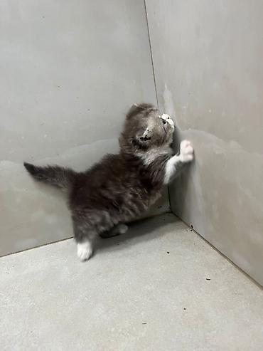 Pişiklər: Fars — 5