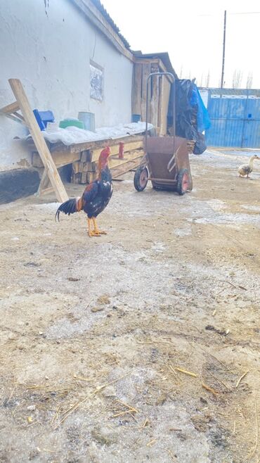 Куры, петухи: Продаю | Петух | Для разведения — 5
