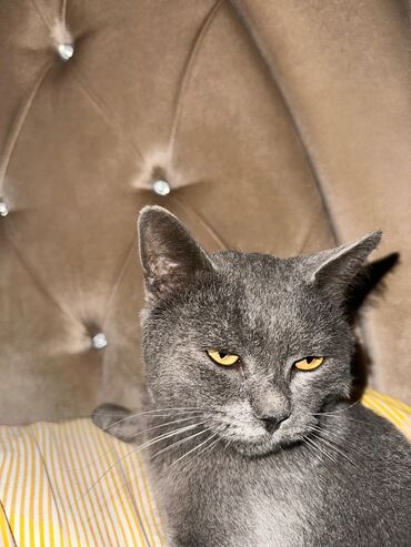 вислоухий кот цена: Pulsuz sahiblendirilir erkekdi