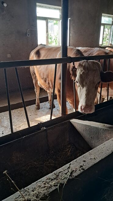 simmental inək cinsi: Dişi, Simental, il: 5, Südlük, Ünvandan götürmə