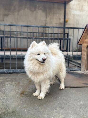 samoyed balasi satilir: Samoyed, 1 il, Erkek, Peyvəndli, Ünvandan götürmə