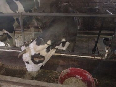 Inəklər, öküzlər: Südlük inəklər - Cins: Qarışıq südlük tip (qara-ağ alacalı və — 17