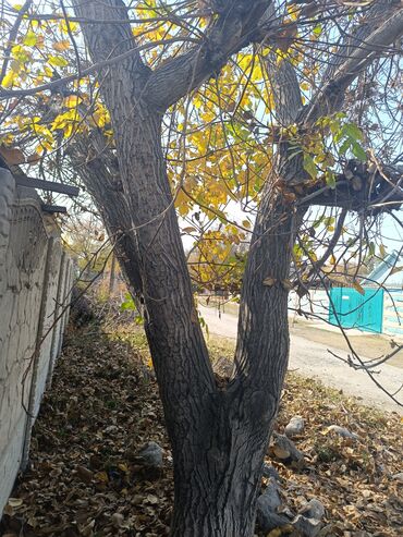 ковры в бишкеке фото цена: Ореховое дерево (грецкий орех) на приусадебном участке. 10 тыс сомов