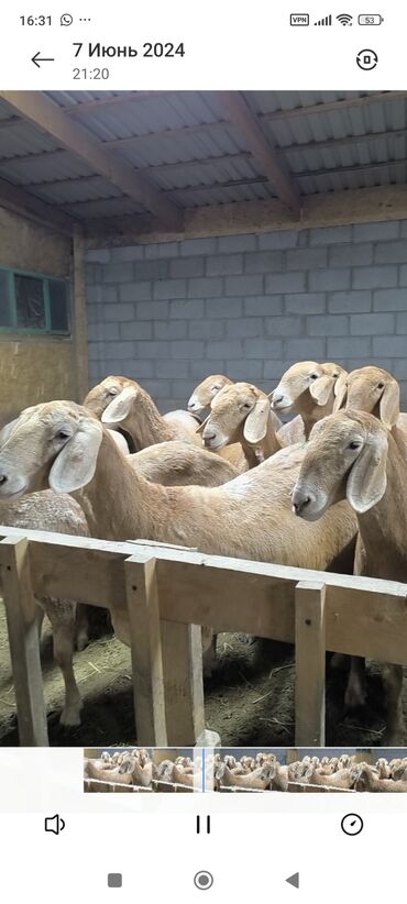 Бараны, овцы: Продаю | Ягненок, Баран (самец) | Арашан