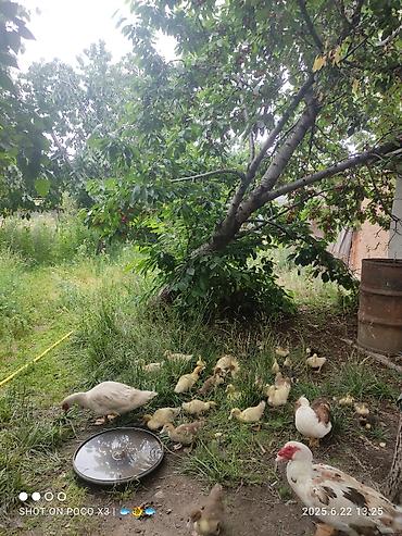 Продажа коттеджей и домов: Дом в ЧолпонАте р-он Хутор на участке более 10соток Продажа, два дома — 6