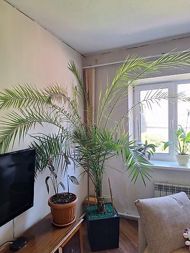 пальм: Продам финиковую 7 летнюю комнатную пальму.Высота 3 метра — 4