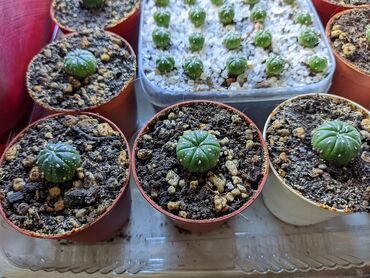 Otaq bitkiləri: Sukkulentlər. Sağlam və dözümlü bitkilərdi. Uzun müddət susuz qala -da lalafo.az — 2 Otaq bitkiləri: Sukkulentlər. Sağlam və dözümlü bitkilərdi. Uzun müddət susuz qala — 2