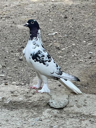 bulbul satisi: Qarabas erkek satilir.25 azn .maraglananlar nomreyle.elage saxlasin