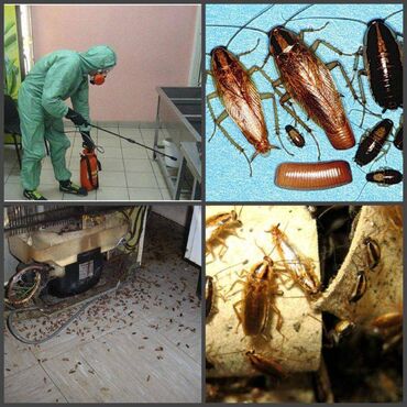 Дезинфекция, дезинсекция: ОсОО "ДЕЗМАСТЕР" . Производим качественную обработку холодным туманом — 11