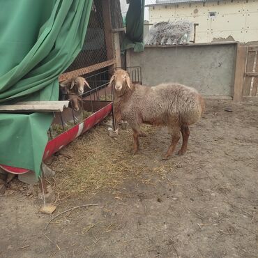 Баран, овца: Продаю | Овца (самка) | Для разведения — 4
