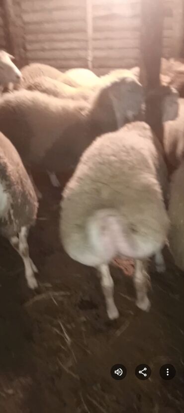 маленькие собаки в баку: Kök arpa yemiş quzular 36dene Erkey diri çeki 8azn isdiyen olsa lalafo.az -da маленькие собаки в баку: Kök arpa yemiş quzular 36dene Erkey diri çeki 8azn isdiyen olsa