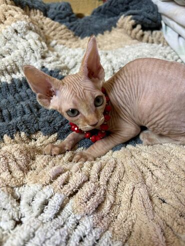 Pişiklər: Sfinks, Erkək, Dişi, Yaxşı əllərə, Ünvandan götürmə, Pulsuz çatdırılma, Ödənişli çatdırılma — 13