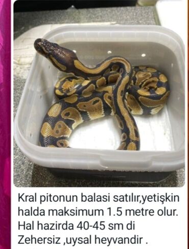 Digər heyvanlar: Kral piton balası