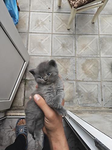 Pişiklər: Yaxşı əllərə — 1