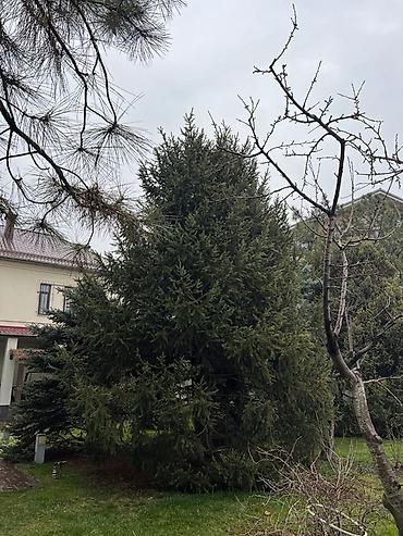 Ель: Высота 3-7 метров — 4