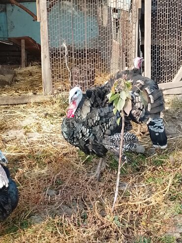 объявления о найденных животных: Продаю | Индюк (самец) | Северокавказская | Для разведения | Племенные