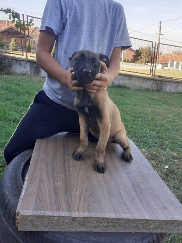 Psi: Na prodaju štenci belgijskog ovčara - MALINOA, oštenjeni 10.08.2023 — 5