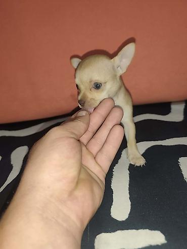 stenci prodaja nis: Čivava štenci – kratkodlaki, više boja - Pasmina: čivava (Chihuahua) — 2