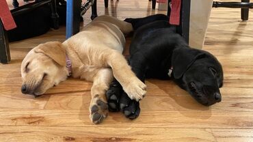 itder: Labrador-retriver, 4 ay, Dişi, Sənədli, Ünvandan götürmə