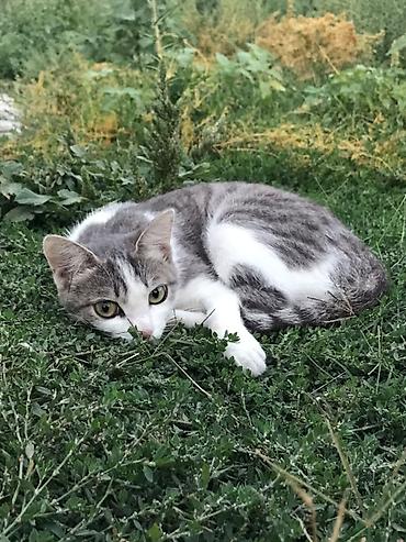 Кошка даром: Беспородная, 1 год, Девочка, Приучена к лотку, Проглистована