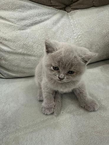 Pişiklər: Britan — 7