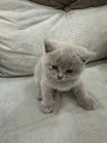 Pişiklər: Britan yastı qulaq, Erkək, Dişi, Yaxşı əllərə, Ünvandan götürmə, Pulsuz çatdırılma, Ödənişli çatdırılma — 92