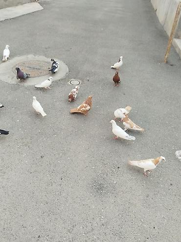 goyərcin yuvalari: Təcili satılır 23 quş 140 manat gəncə — 6