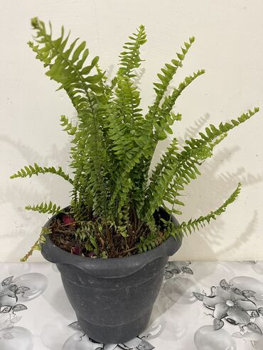 Otaq bitkiləri: Dibçək gülləri Çoxlu növdə dipcək gülləri var. Çatdırılma var — 4