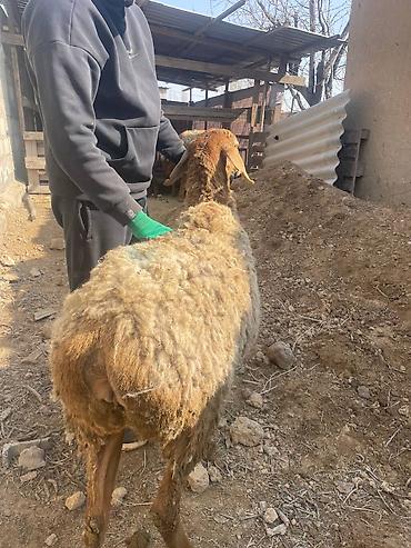 Баран, овца: Продаю | Овца (самка), Ягненок | Для разведения | Матка — 4