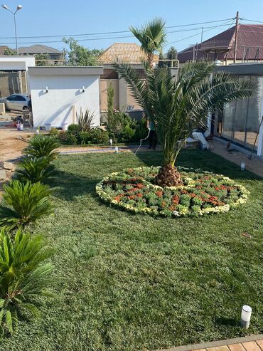 Ağaclar: Dekarativ agaclarin satisi qazon torpaq torf diger gubrelerin satisi — 3