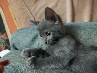 Pişiklər: Boz rəngli balaca pişik balası Salam. bu ayın 11i 4 cü ayına — 5