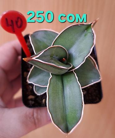 Драцены и Сансевиерии: Суккуленты Sansevieria (сансевиерия) в горшках 6–7 см. Компактные — 5