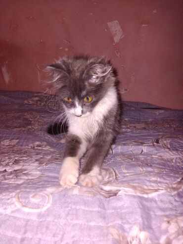 Pişiklər: Meyn-kun, Erkək, Yaxşı əllərə, Ünvandan götürmə — 4