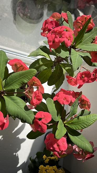 молочай миля: Молочай Милла (Euphorbia milii) в горшке - Компактный куст с — 2