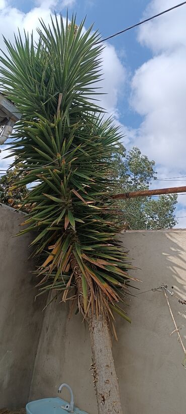 География: Yucca ağacı (Yucca elephantipes/yukka) - Hündürlük: təxminən 3–4 m -