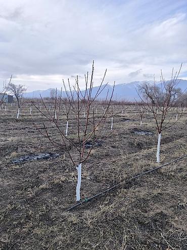 Продажа участков: 80 соток, Для сельского хозяйства — 5