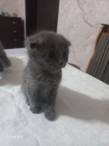 Продажа кошек: Скотиш Фолд (Шотландская вислоухая), 1 месяц, Девочка, Серый