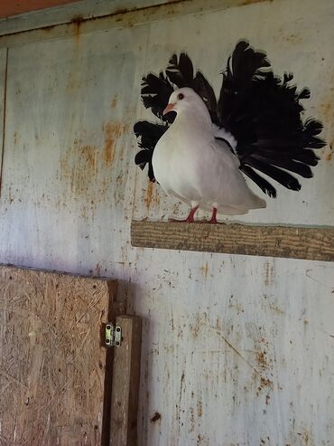 голубей птица: Продаю павлинку голубку черно хвостую и паскуда